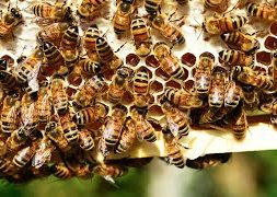 Buzzing-About-the-Sweet-Life-of-Beekeeping-Beelieve-Hawaii-attachment