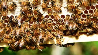 Buzzing-About-the-Sweet-Life-of-Beekeeping-Beelieve-Hawaii-attachment