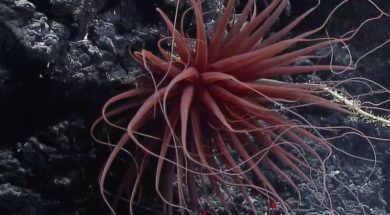 Discovering-the-Deep-Sea-with-NOAA-Daniel-Wagner-attachment