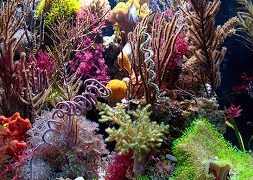 Gorgonian-Coral-Discoveries-UH-Manoa-Sonia-Rowley-attachment