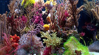 Gorgonian-Coral-Discoveries-UH-Manoa-Sonia-Rowley-attachment