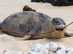 Hawaiian-Monk-Seal-Advocacy-Protecting-Endangered-Animals-attachment