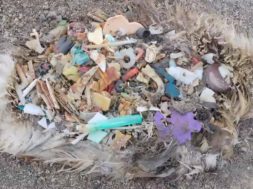 Marine-Debris-and-Beach-Cleanups-Plastics-Plastics-Everywhere-and-Not-a-Cup-to-Shrink-attachment