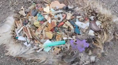 Marine-Debris-and-Beach-Cleanups-Plastics-Plastics-Everywhere-and-Not-a-Cup-to-Shrink-attachment