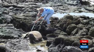 Monk-Seal-Vaccinations-attachment