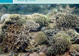 Reefs-and-Resilience-Rod-Salm-PhD-The-Nature-Conservancy-attachment