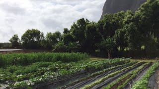 The-Integration-of-Local-Agriculture-Local-Food-and-Tourism-with-Kualoa-Ranch-attachment