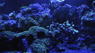 Turning-Coral-Reef-Science-into-Action-attachment