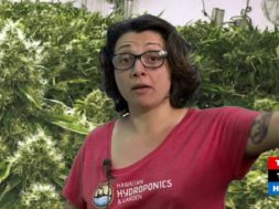 Hawaiian-Hydroponics-and-Garden-in-Hawaii-Cannabis-Chronicles-attachment