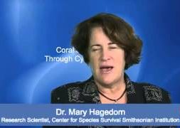 Coral-Conservation-through-Cyropreservation-Dr.-Mary-Hagedorn-attachment
